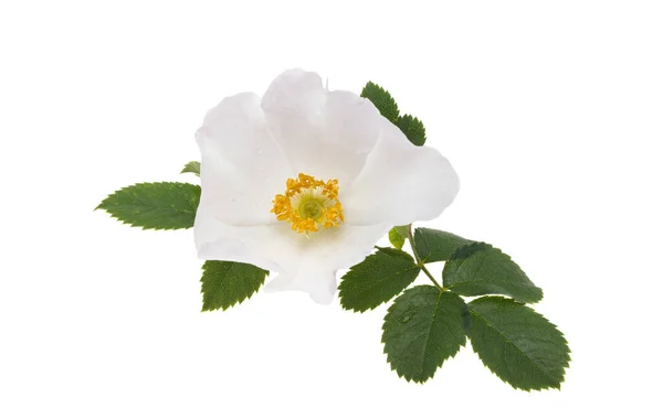 Rose Musquée Fleur Isolée Sur Fond Blanc — Photo