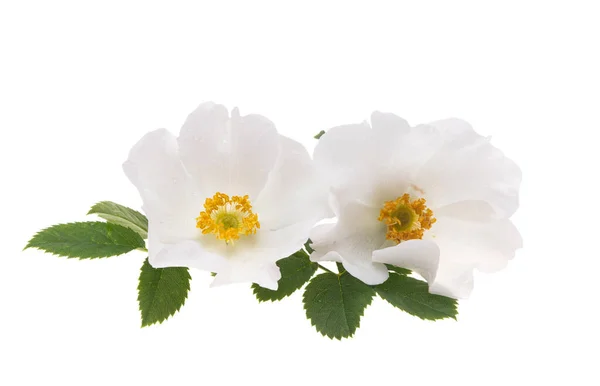 Rosehip Flower Isolated White Background — Stock Photo, Image