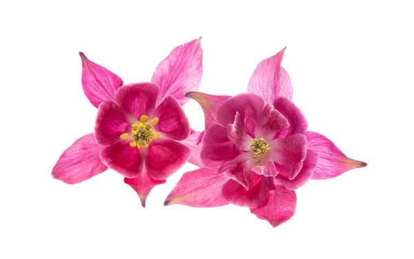 Aquilegia Blume Isoliert Auf Weißem Hintergrund — Stockfoto