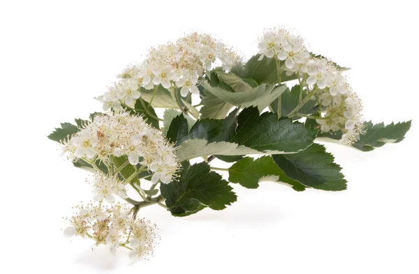 Rowan Květiny Izolované Bílém Pozadí — Stock fotografie