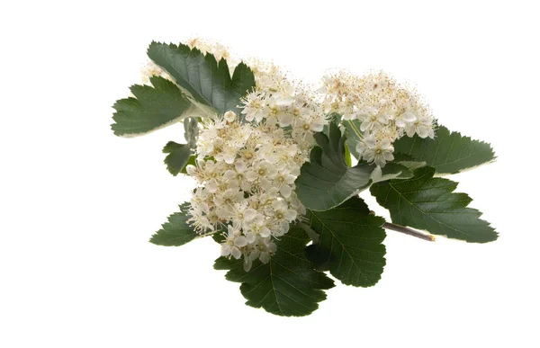 Rowan Flowers Isolated White Background — Stock Photo, Image