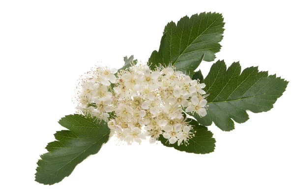 Rowan Flowers Isolated White Background — Stock Photo, Image