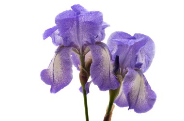 Beyaz arka planda izole edilmiş güzel iris çiçeği