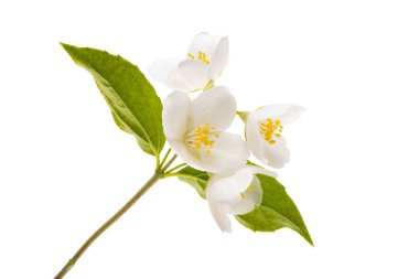 yasemin çiçeği beyaz arkaplanda izole edilmiş 