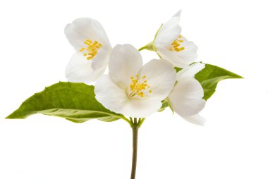 yasemin çiçeği beyaz arkaplanda izole edilmiş 