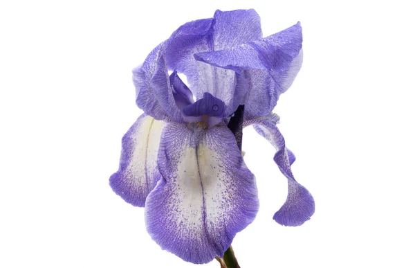 Vacker Iris Blomma Isolerad Vit Bakgrund — Stockfoto