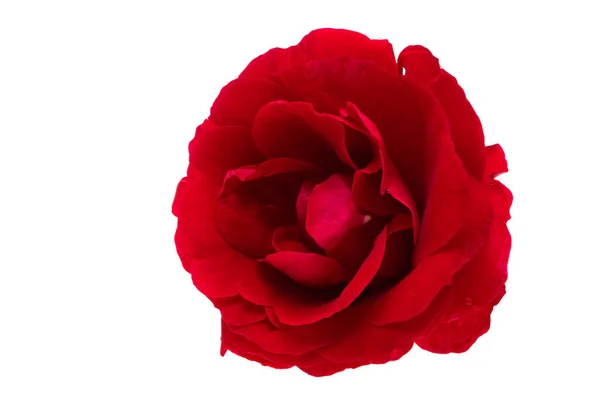 Bella Rosa Rossa Isolata Sfondo Bianco — Foto Stock