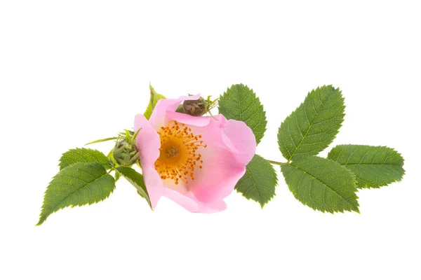 Rose Hips Isolated White Background — Stock Photo, Image