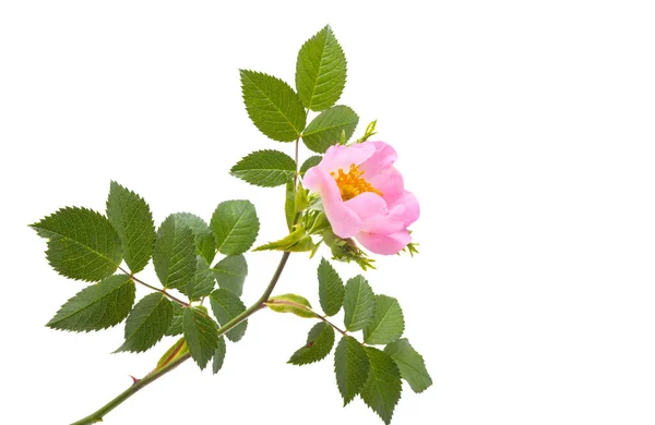 Różane Biodra Izolowane Białym Tle — Zdjęcie stockowe