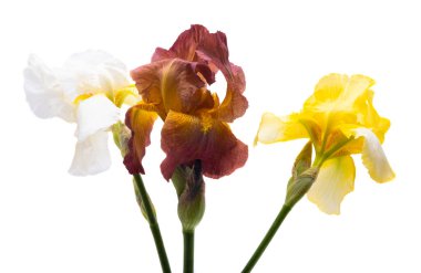 İris buketi beyaz arkaplanda izole edildi 