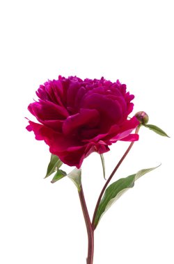 beyaz arkaplanda yalıtılmış şakayık çiçeği 