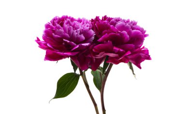 beyaz arkaplanda yalıtılmış şakayık çiçeği 