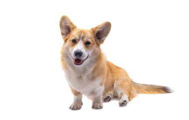 Corgi köpeği beyaz arkaplanda izole edildi 