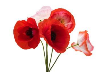 Beyaz arka planda izole edilmiş güzel gelincik çiçeği.