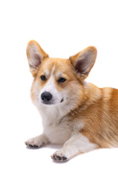 Corgi köpeği beyaz arkaplanda izole edildi 