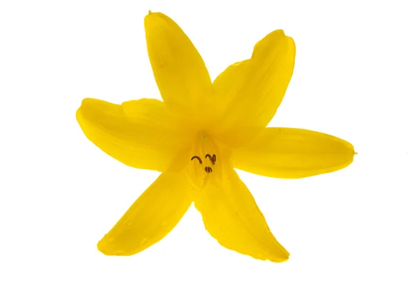 Жовта Лілія Ізольована Білому Тлі — стокове фото