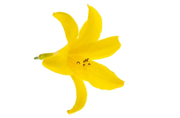 Žlutá Lilie Izolované Bílém Pozadí — Stock fotografie