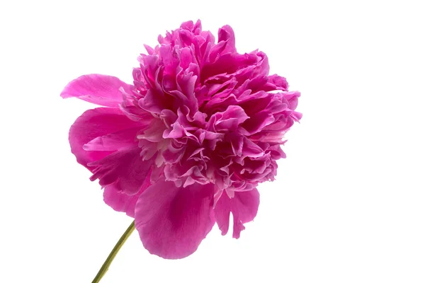 Pivoine Fleur Isolée Sur Fond Blanc — Photo