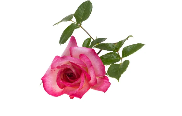粉红的白玫瑰 背景为白色 — 图库照片