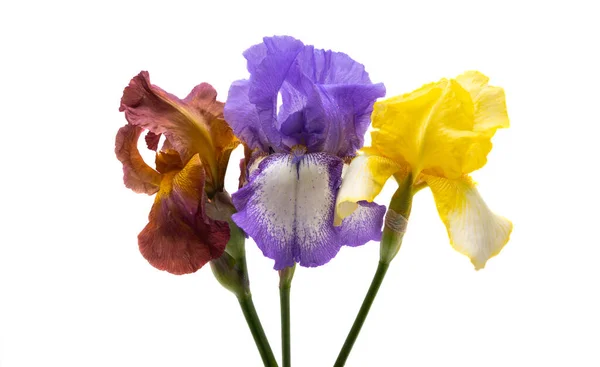 Bouquet Iris Isolé Sur Fond Blanc — Photo
