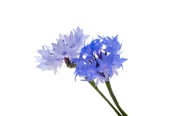 Fleur Bleuet Isolée Sur Fond Blanc — Photo