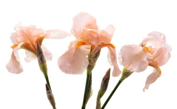 Bouquet Iris Isolato Sfondo Bianco — Foto Stock