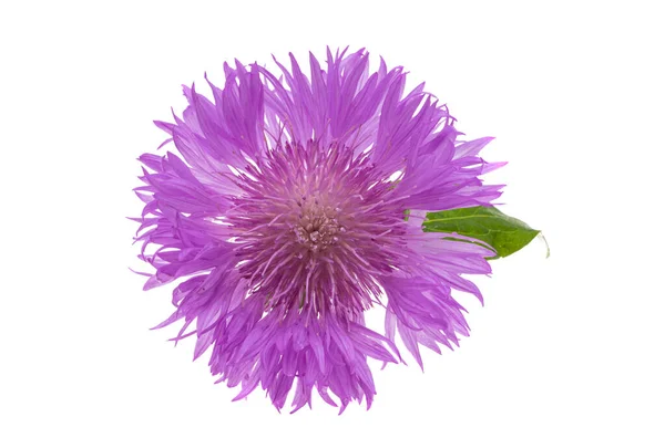 Centaurea Flor Aislada Sobre Fondo Blanco —  Fotos de Stock