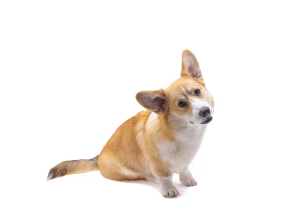 Corgi Hond Geïsoleerd Witte Achtergrond — Stockfoto