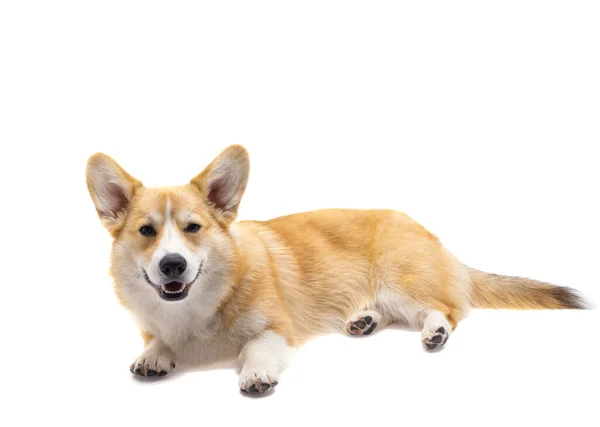 Corgi Hond Geïsoleerd Witte Achtergrond — Stockfoto