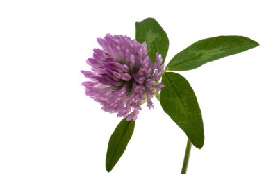 Beyaz arkaplanda izole edilmiş güzel yonca 