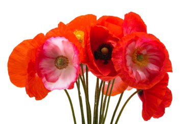 Beyaz arka planda izole edilmiş güzel gelincikler 