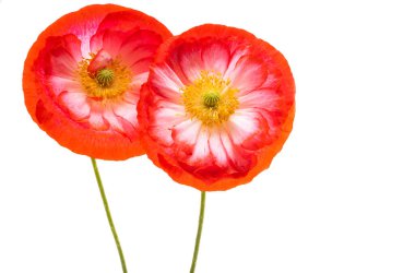 Beyaz arka planda izole edilmiş güzel gelincikler 