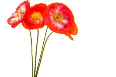 Beyaz arka planda izole edilmiş güzel gelincikler 