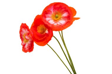 Beyaz arka planda izole edilmiş güzel gelincikler 