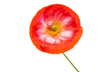 Beyaz arka planda izole edilmiş güzel gelincikler 