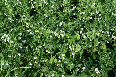 Çiftlikte büyüyen yeşil bezelyeler 