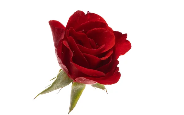 Rote Rose Blume Isoliert Auf Weißem Hintergrund — Stockfoto