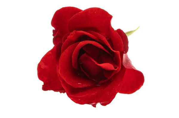 ดอกก หลาบส แดงแยกจากพ นหล ขาว — ภาพถ่ายสต็อก