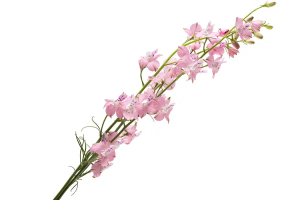 Beyaz Arkaplanda Izole Edilmiş Dezenyum Çiçekleri — Stok fotoğraf