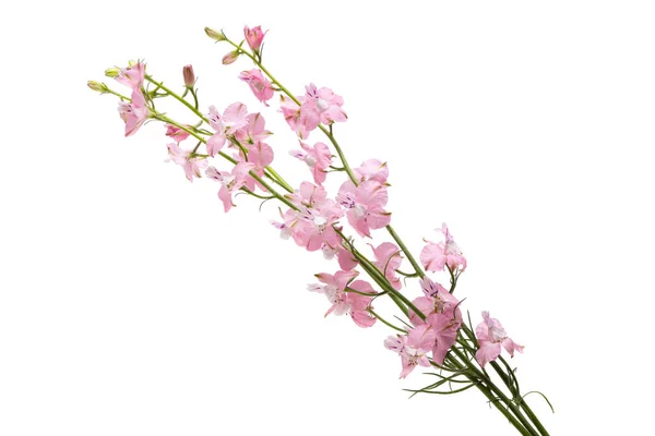 Flores Delphinium Perenes Isoladas Fundo Branco — Fotografia de Stock