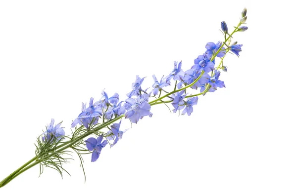 Staude Delphinium Blüten Isoliert Auf Weißem Hintergrund — Stockfoto