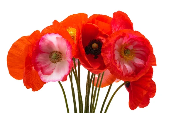 Beyaz arka planda izole edilmiş güzel gelincikler 