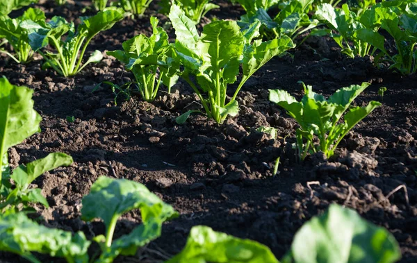 Barbabietola Che Cresce Una Fattoria — Foto Stock