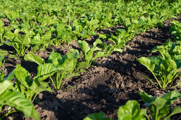 Řepa Rostoucí Farmě — Stock fotografie