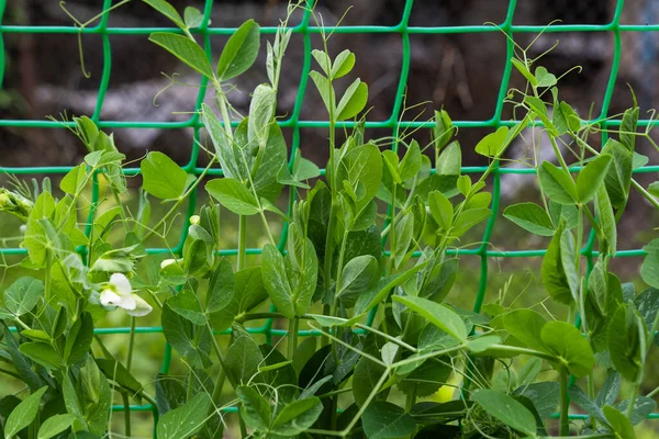 Green Peas Growing Farm — Stock Photo, Image