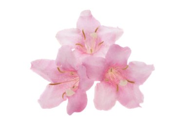 rhododendron beyaz arkaplanda izole edildi