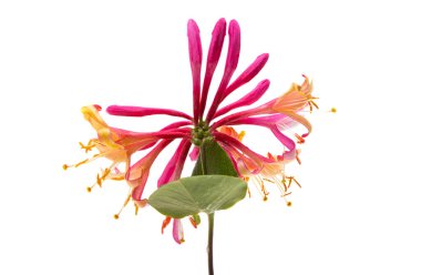 Lonicera beyaz arkaplanda izole edildi 