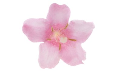 rhododendron beyaz arkaplanda izole edildi