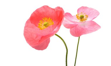 Kırmızı gelincikler beyaz arkaplanda izole edilmiş 