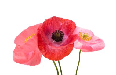 Kırmızı gelincikler beyaz arkaplanda izole edilmiş 